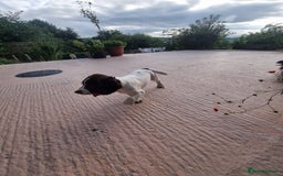 English Springer Spaniel dogs for sale: English springer spaniels  - Image 5