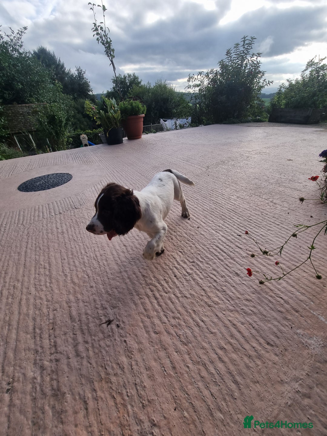English Springer Spaniel dogs for sale: English springer spaniels  - Image 5