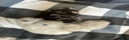 Mixed Breed cats for sale: Mixed kittens  - Advert 3