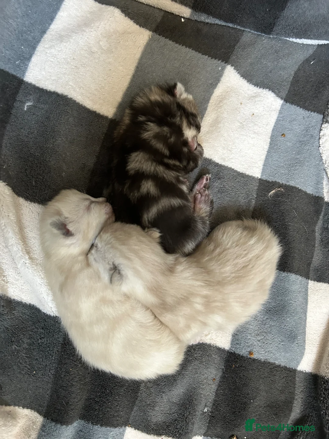 Mixed Breed cats for sale: Mixed kittens  - Advert 3