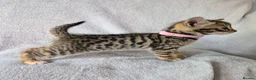 Mixed Breed cats for sale: Beautiful half Bengal kittens - Advert 28