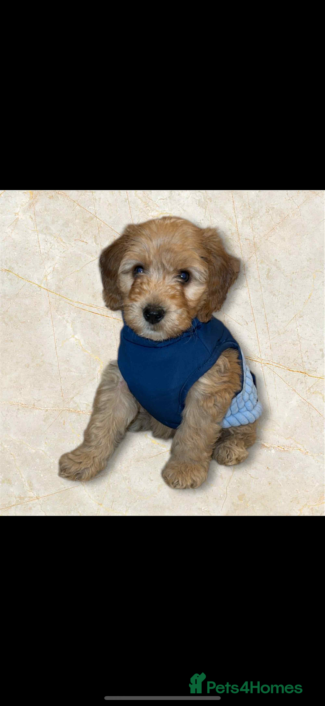 Cockapoo dogs for sale: Male cockapoo  - Advert 1