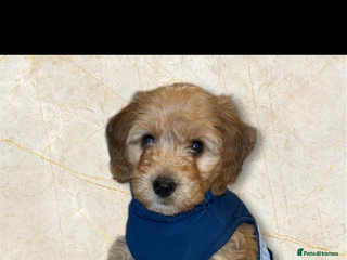 Cockapoo dogs Male cockapoo - Advert 2