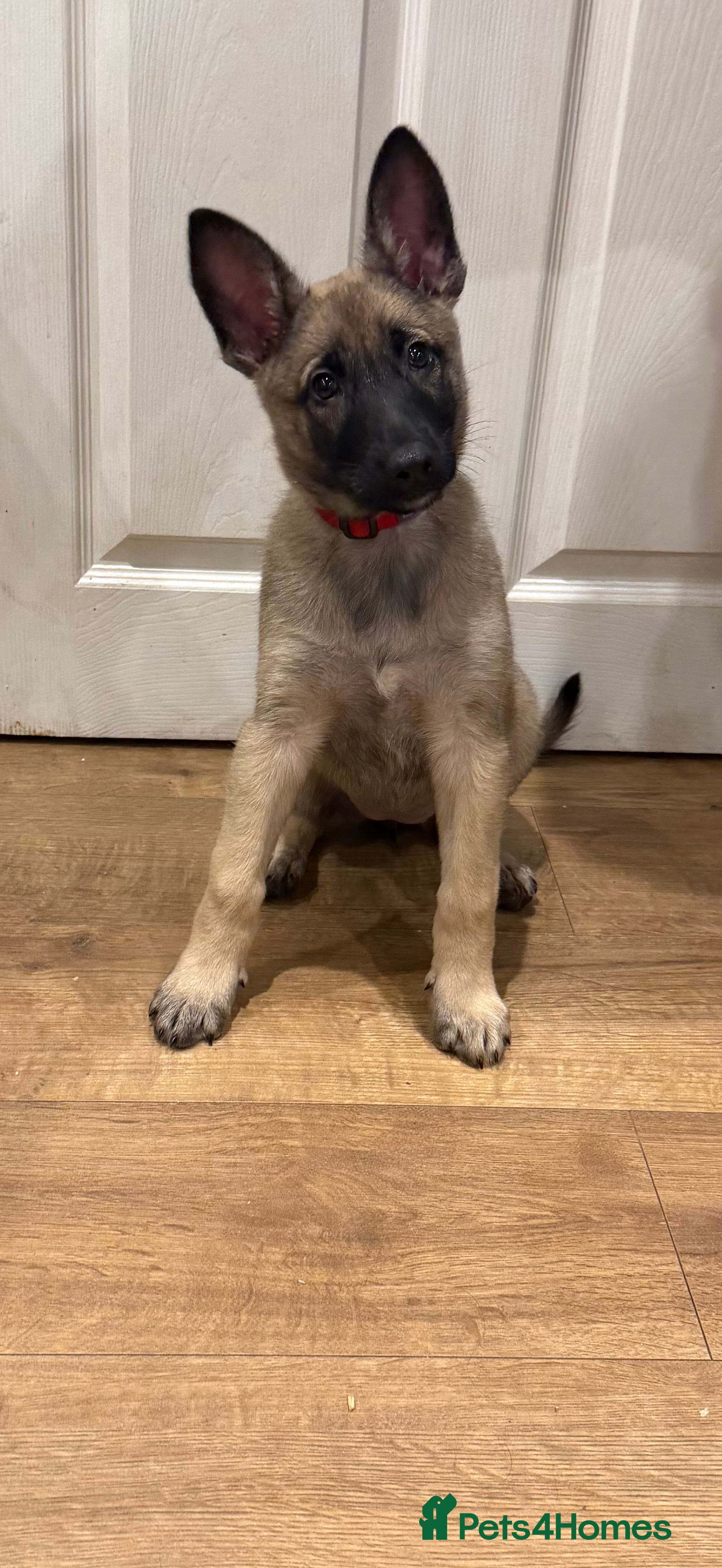 Mixed Breed dogs Shepinios puppies  - Advert 6