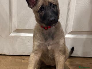 Mixed Breed dogs Shepinios puppies - Advert 5