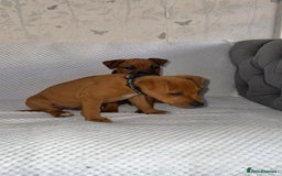 Mixed Breed dogs for sale: whippet x pit - Image 7