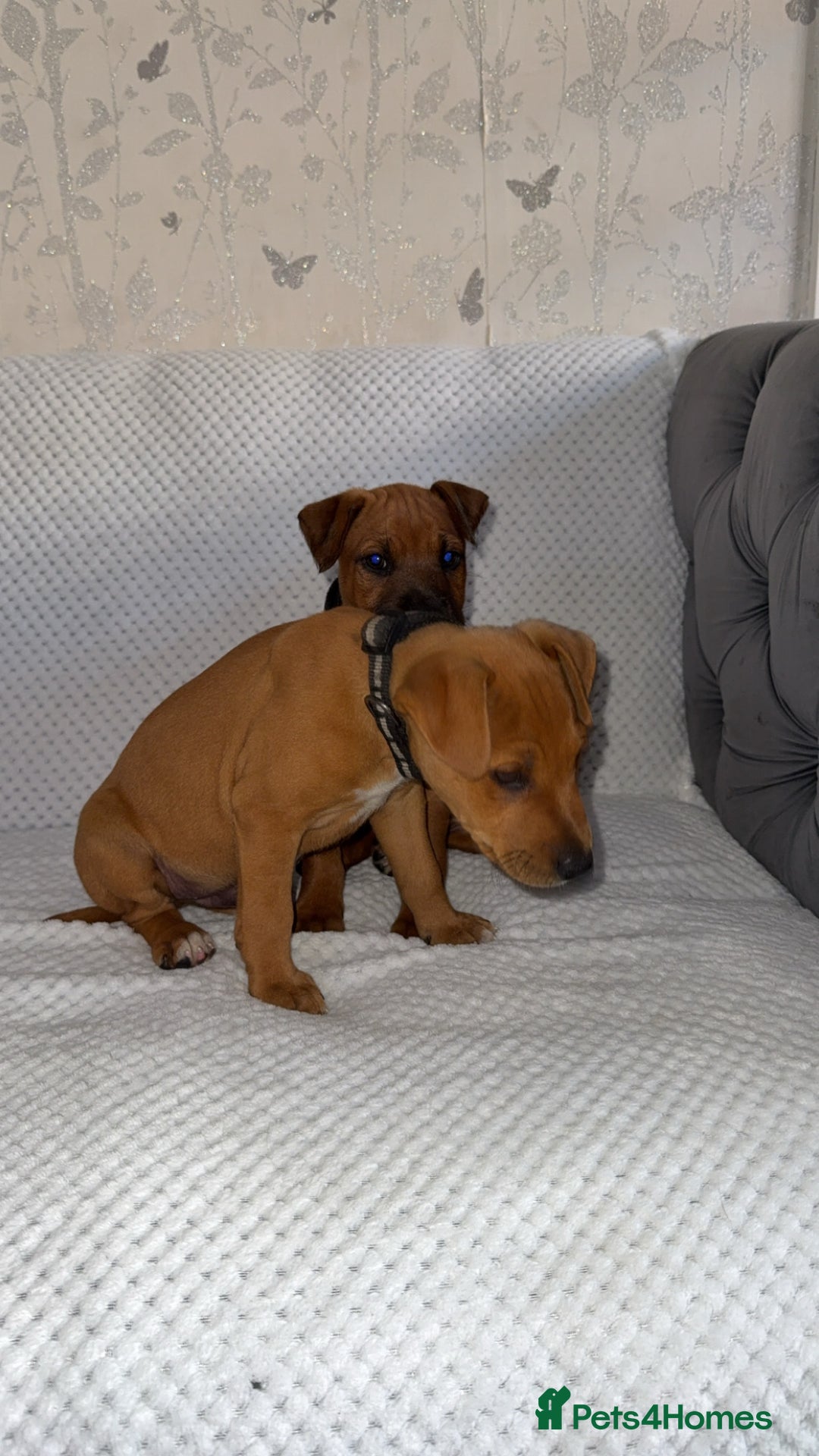 Mixed Breed dogs for sale: whippet x pit - Image 7