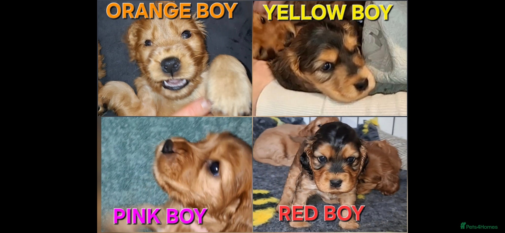 Cocker Spaniel dogs 🌟KC Registered Show-Type Cocker Spaniel Puppies🌟 - Advert 18