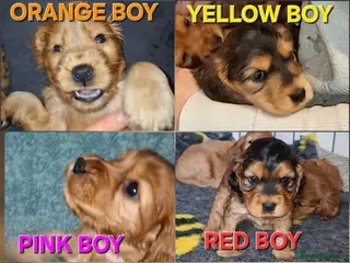 Cocker Spaniel dogs 🌟KC Registered Show-Type Cocker Spaniel Puppies🌟 - Advert 18