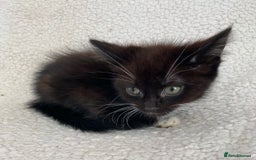 Domestic Shorthair cats for sale: Fluffy Black and White Male Kitten  - Image 13