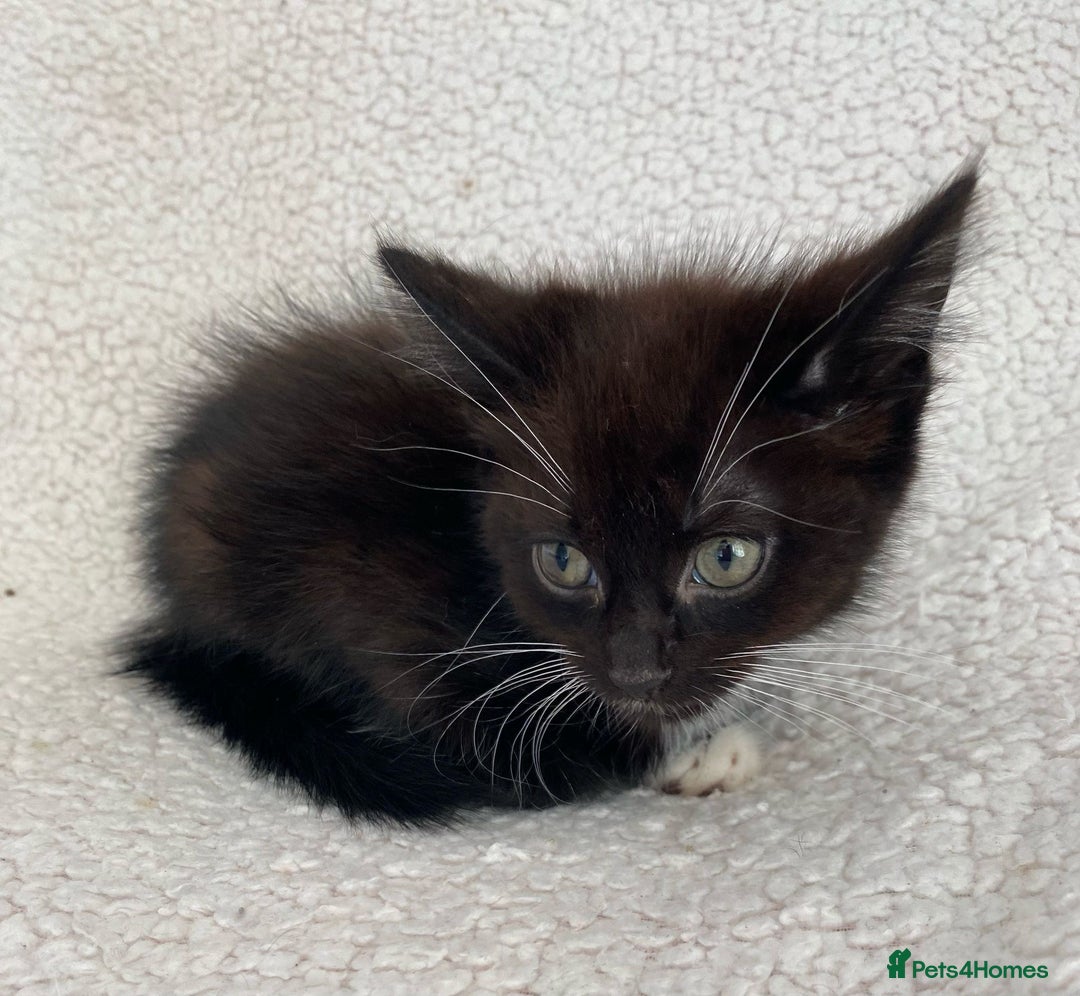 Domestic Shorthair cats for sale: Fluffy Black and White Male Kitten  - Image 13