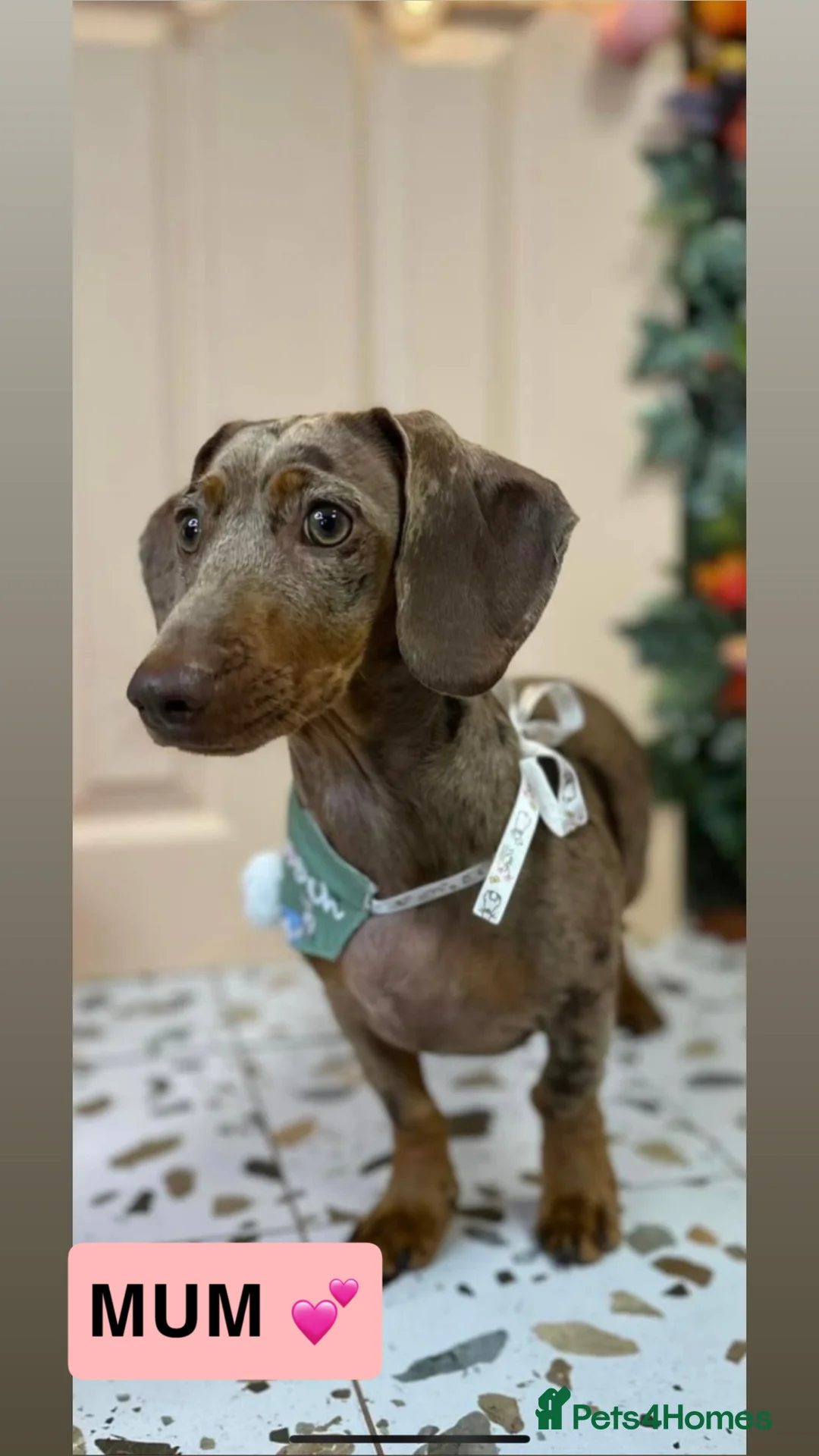 Miniature Dachshund dogs for sale: Dachshund puppies  - Advert 1