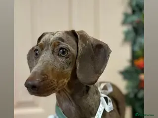 Miniature Dachshund dogs Dachshund - Advert 15