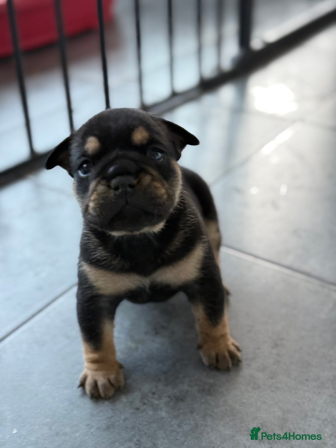 English Bulldog dogs for sale: Beautiful English bulldog puppies - Image 8