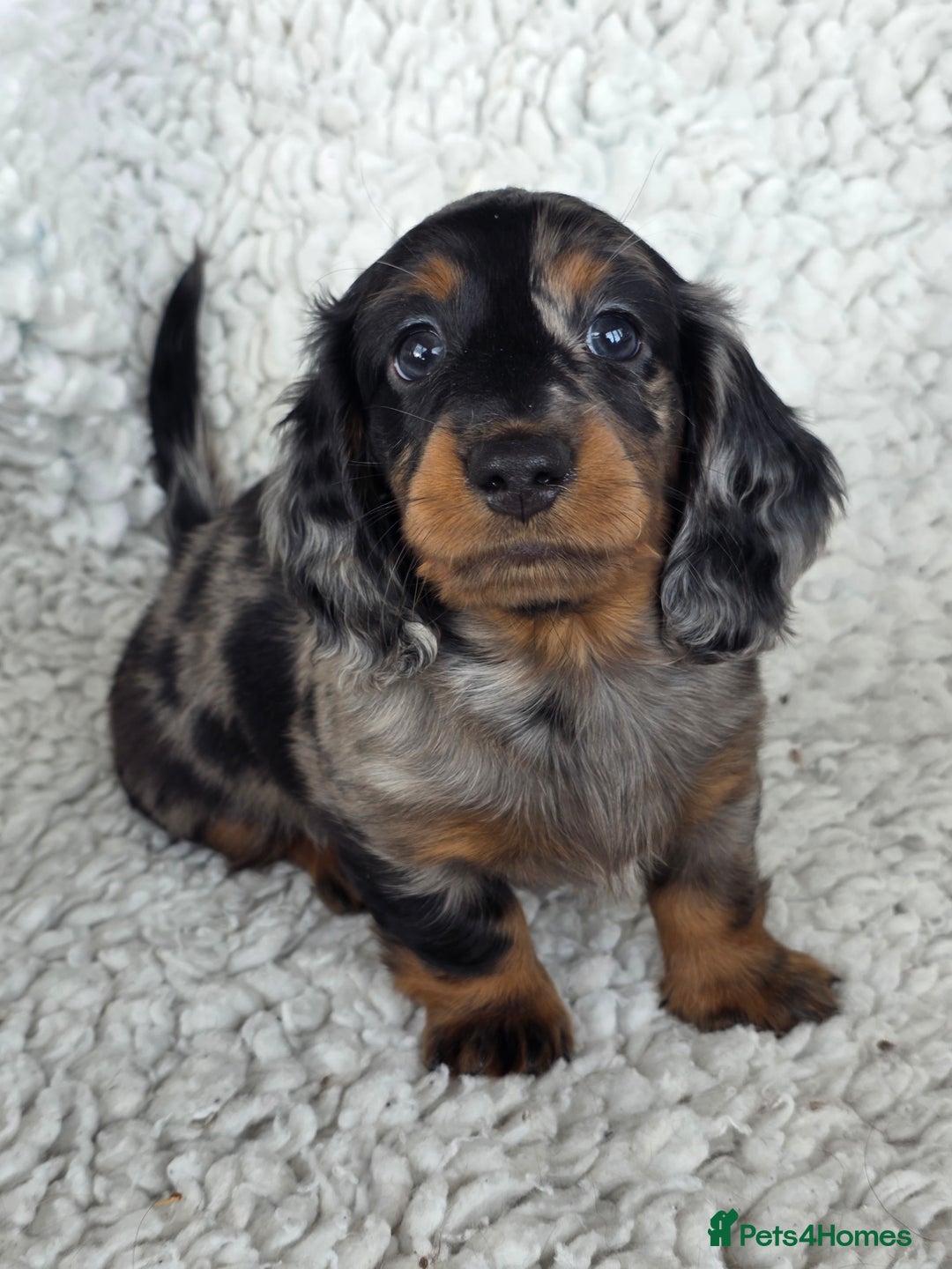 Miniature Dachshund dogs for sale: Stunning miniature longhaired Dachshund pups - Advert 2