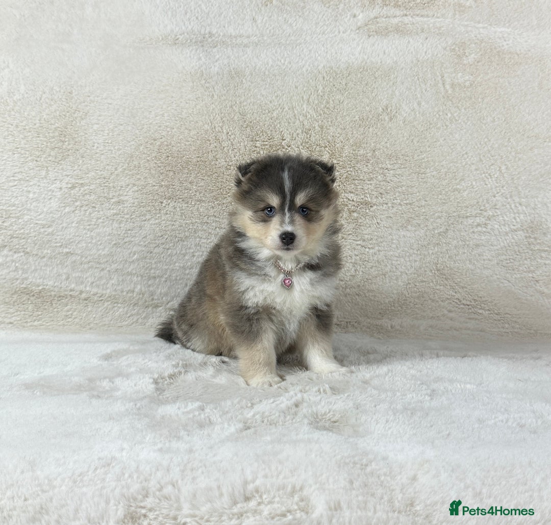 Pomsky dogs for sale: Stunning blue eyes f3 Pomsky puppies for sale - Advert 15