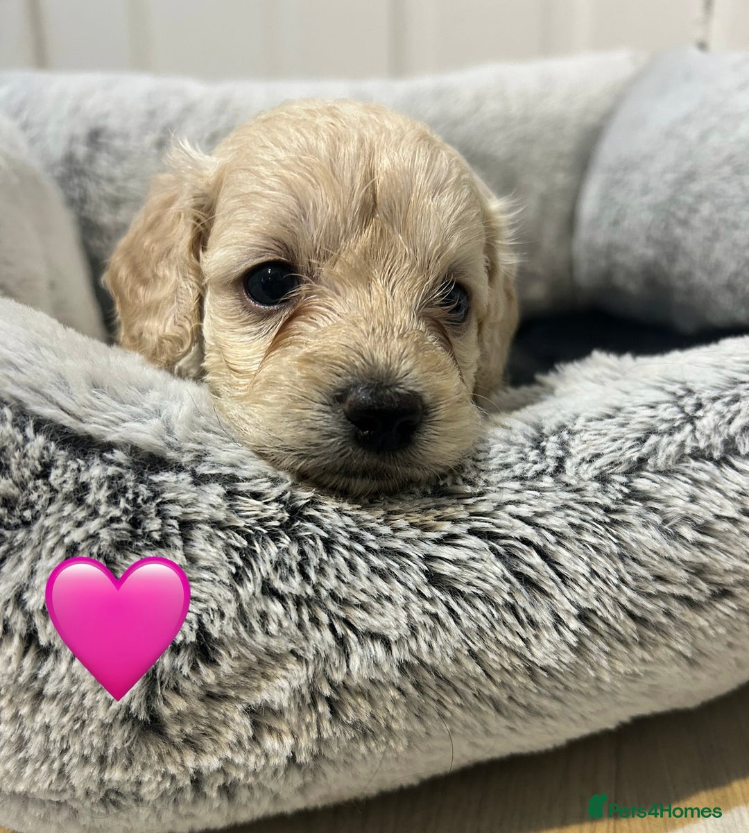 Cockapoo dogs for sale: 1💙 6🩷 F1B Cockerpoo’s  - Image 8