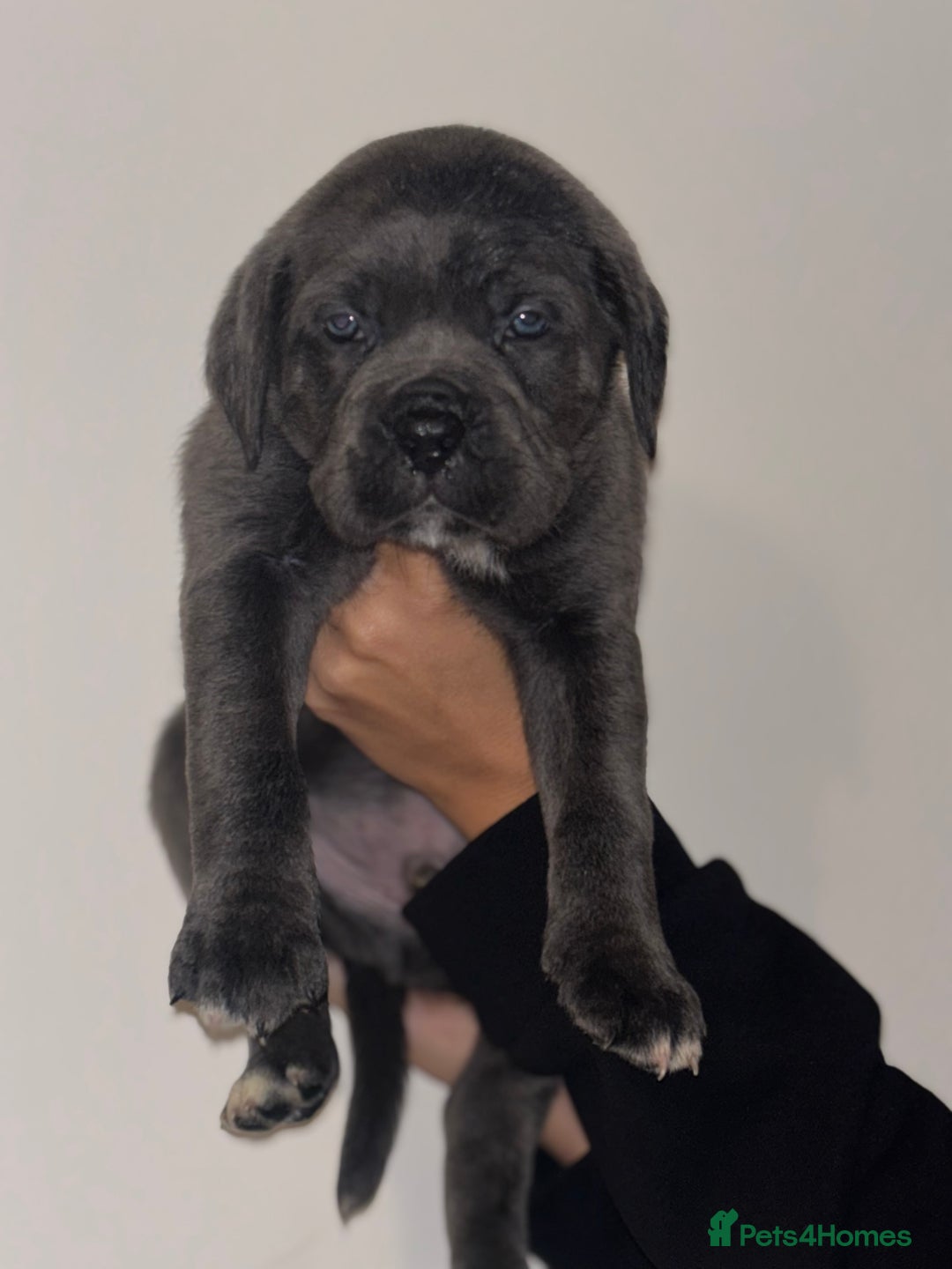 Cane Corso dogs for sale: Cane Corso Puppies **5 Male 2Female Left** - Advert 8