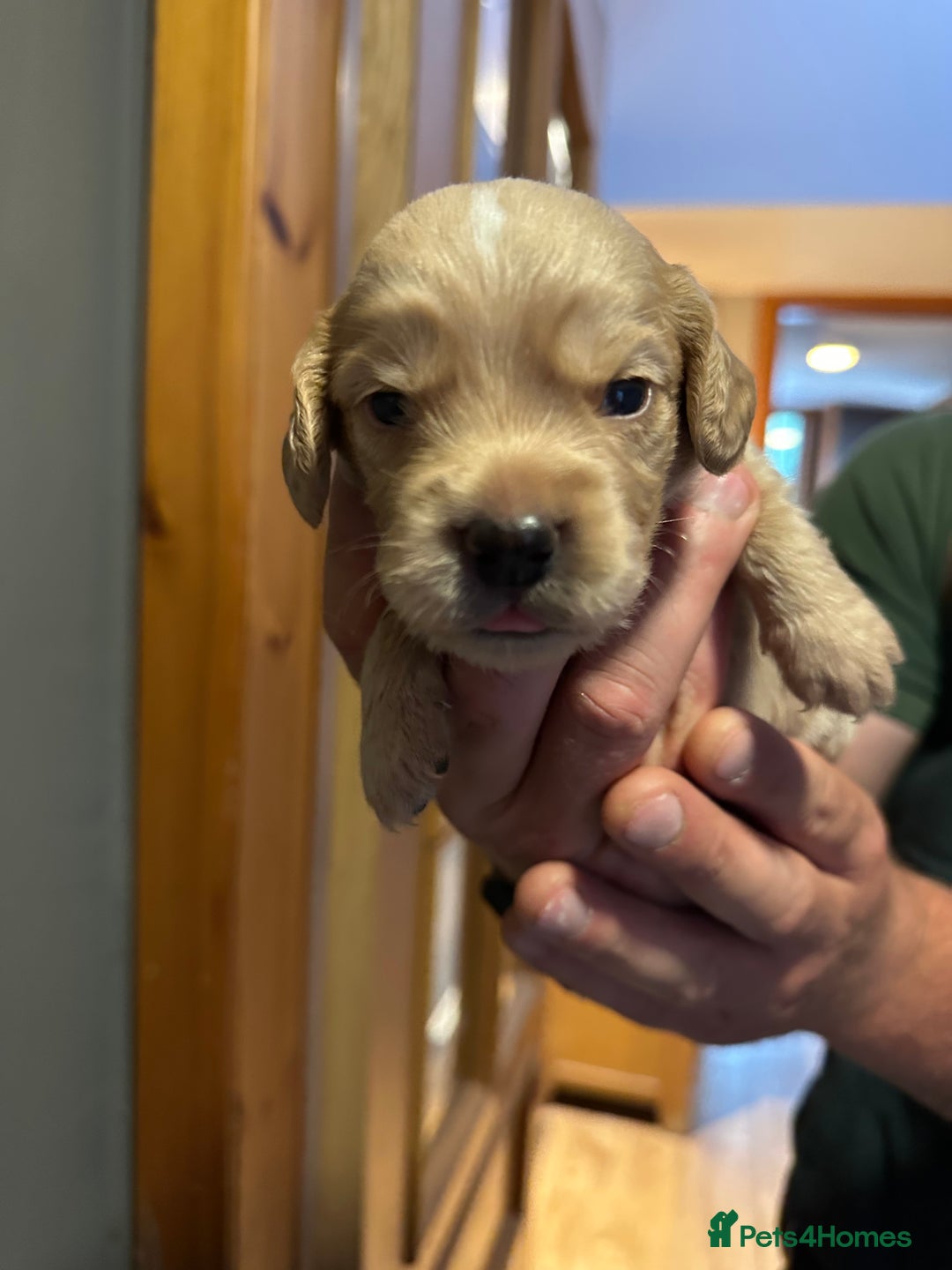 Cocker Spaniel dogs for sale: Kennel Club reg’d Cocker Puppies - Image 12
