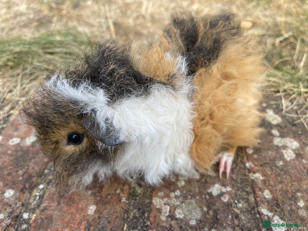 Guinea Pig rodents for sale: Baby Guinea Pigs for sale  - Image 15