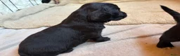 Cocker Spaniel dogs for sale: Stunning Working Cocker puppies!! 1 boy left!! - Advert 27