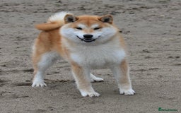 Japanese Shiba Inu dogs for sale: Beautiful Japanese Shiba Inu Puppies - Image 15