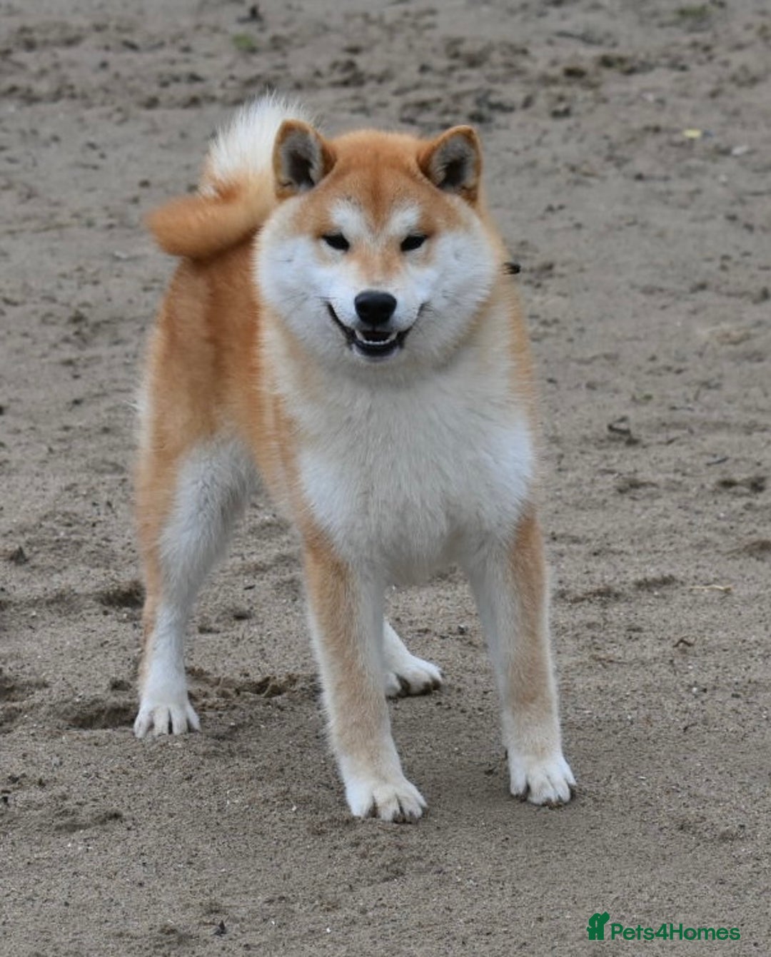 Japanese Shiba Inu dogs for sale: Beautiful Japanese Shiba Inu Puppies - Image 15