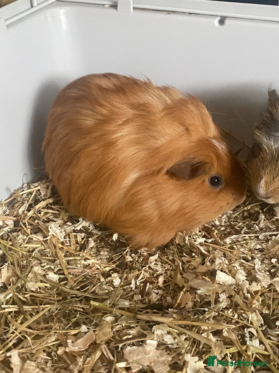 Guinea Pig rodents for sale: Baby Guinea pigs in Wolverhampton - Advert 1