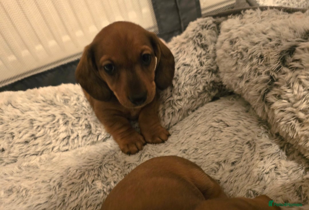 Miniature Dachshund dogs for sale: Miniature Dachshunds Seeking Forever Homes 3 LEFT - Advert 12