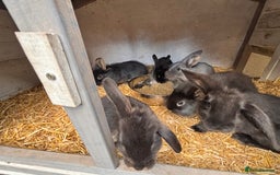 Mini Lion Lop rabbits for sale: 6 Beautiful Mini Lionhead Lops! £40 Each - Image 4