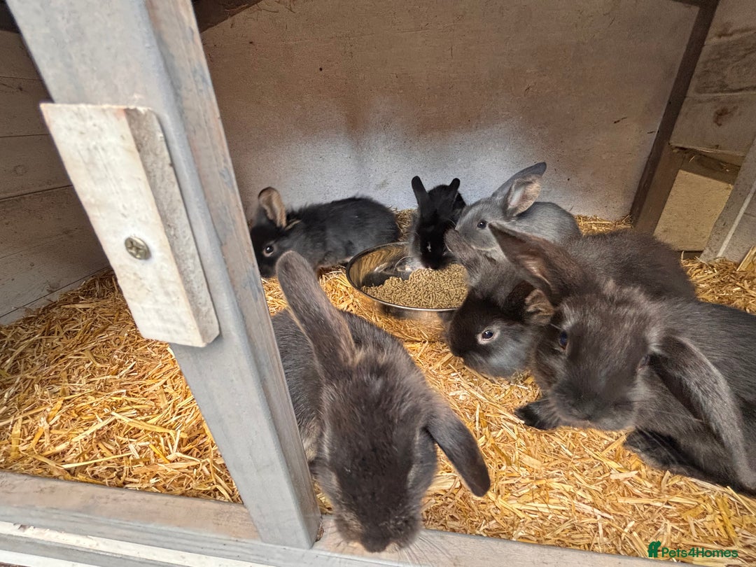 Mini Lion Lop rabbits for sale: 6 Beautiful Mini Lionhead Lops! £40 Each - Image 4