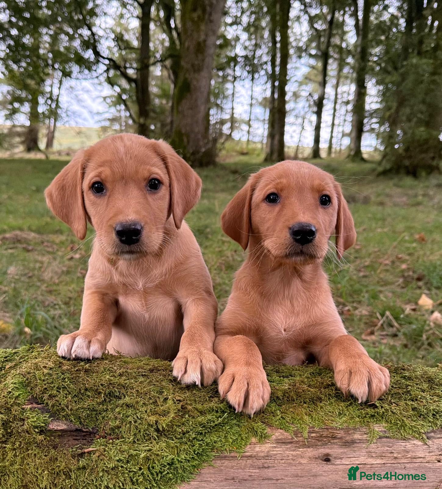 Labrador Retriever dogs KC reg Labrador , health tested parents  - Advert 1