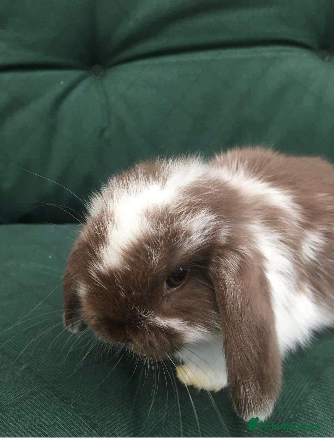Mini Lop rabbits for sale: MINI LOP BUNNIES / PEDIGREE  - Image 35