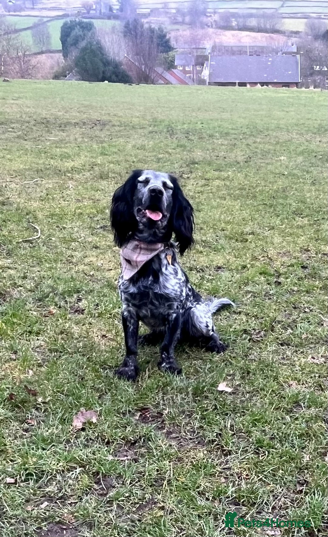 Cocker Spaniel dogs for stud: Big Stan. - Advert 2
