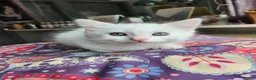 Mixed Breed cats for sale: Khao Manee mix kittens for sale  - Advert 14
