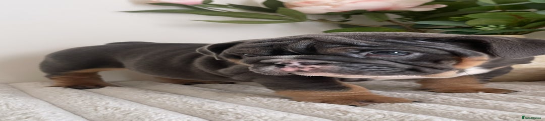 Pink collar female 