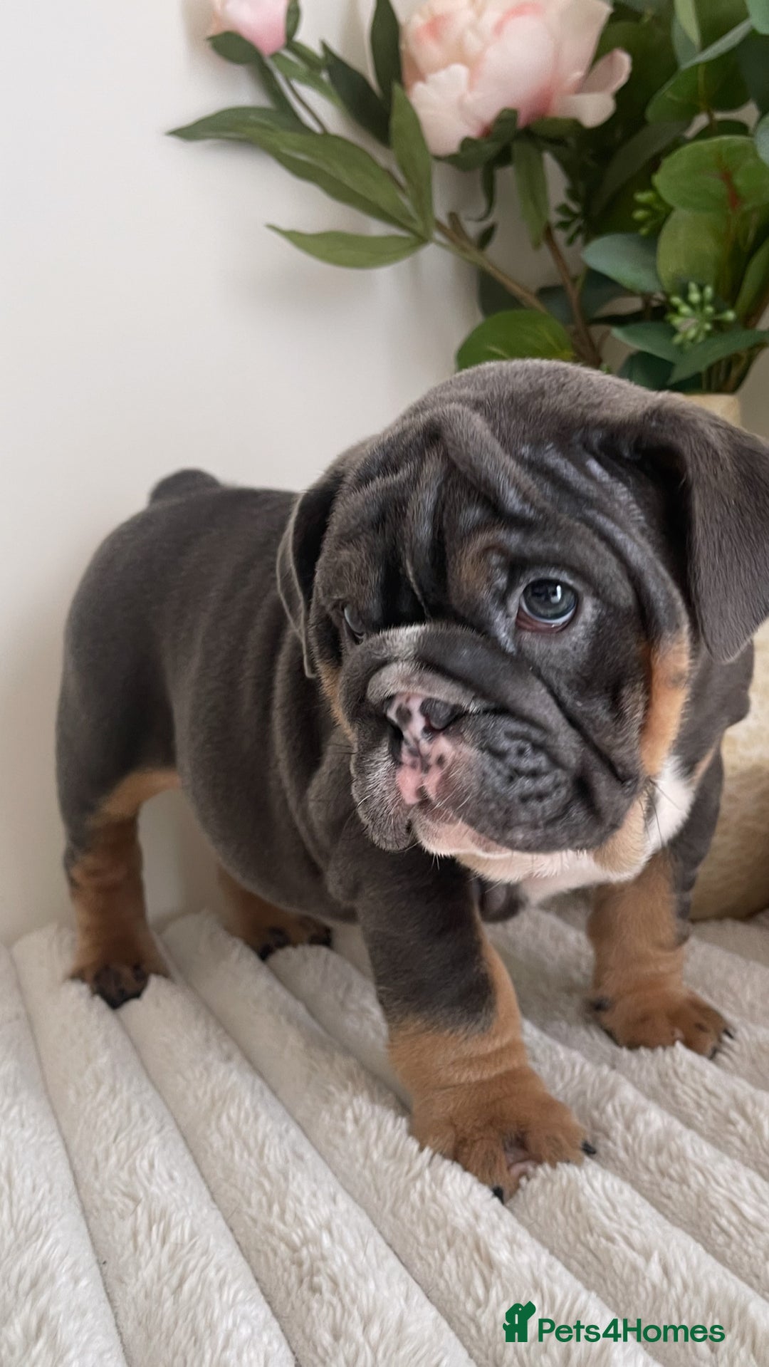 English Bulldog dogs for sale: Top quality English bulldog puppies  - Image 24