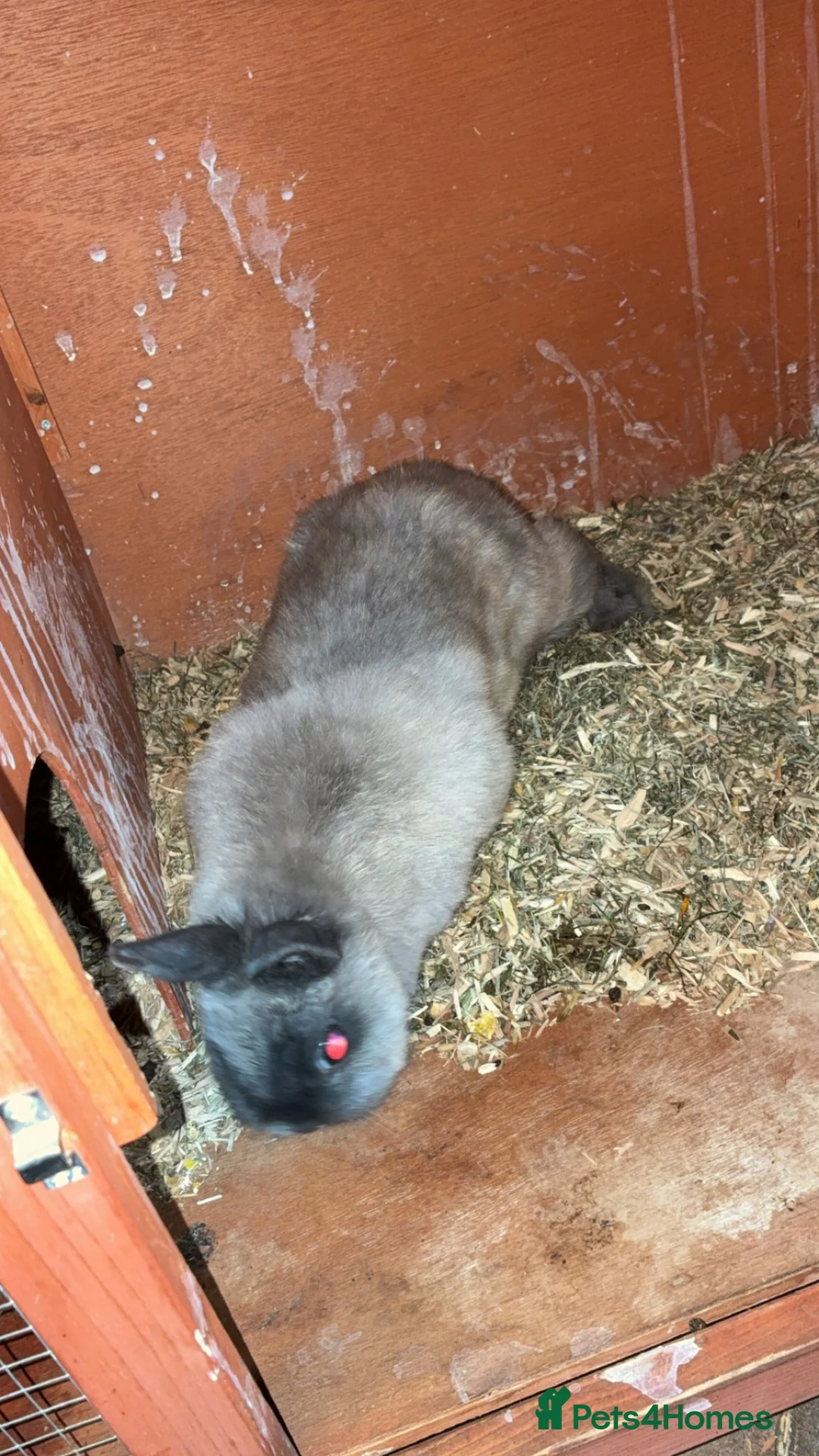 Netherland Dwarf rabbits for sale: Netherlands dwarfs  - Advert 1