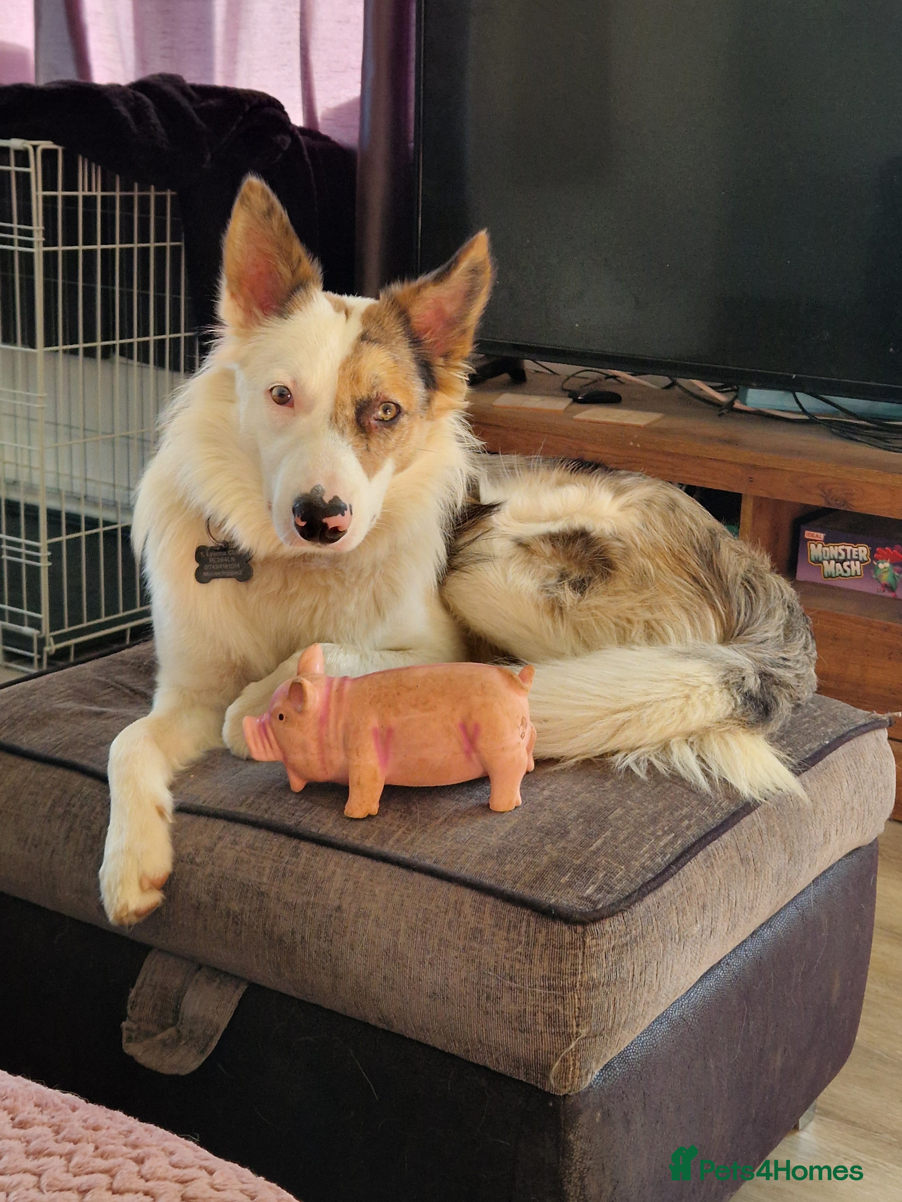 Border Collie dogs Tri-merle 1 year old border collie - Advert 8