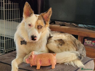 Border Collie dogs Tri-merle 1 year old border collie - Advert 4