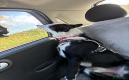 Border Collie dogs for sale: Billy 3 year old border collie - Image 10