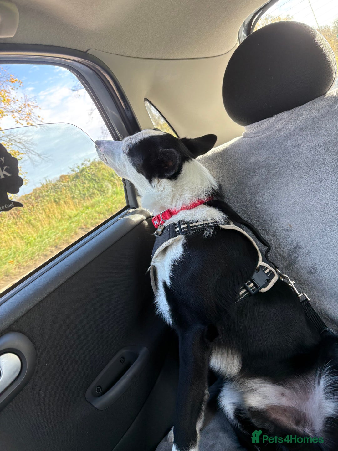 Border Collie dogs for sale: Billy 3 year old border collie - Image 10