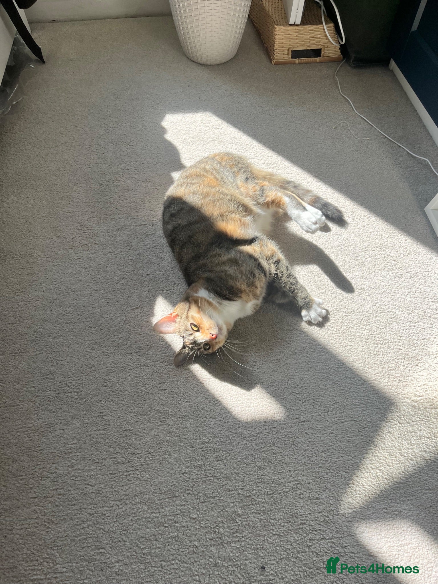 Mixed Breed cats Beautiful Stella Looking for Her Forever Home 💔 - Advert 4