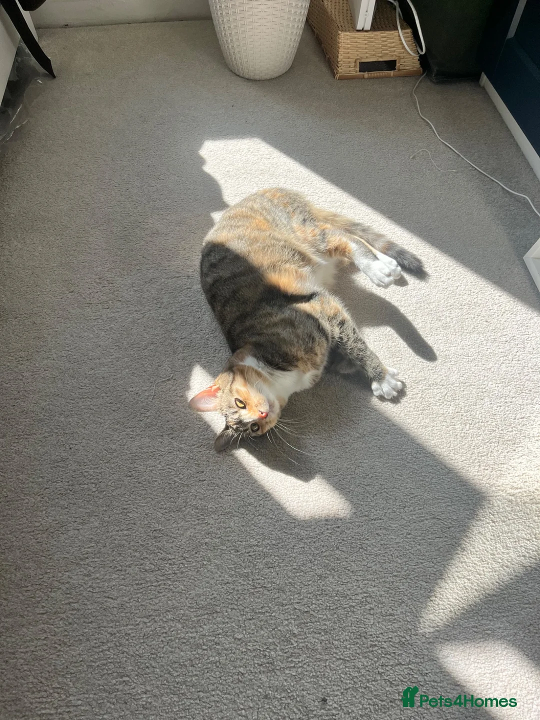 Mixed Breed cats for sale: Beautiful Stella Looking for Her Forever Home 💔 - Advert 1