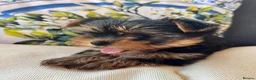 Yorkshire Terrier dogs for sale: Georgous Yorkshire terrier puppies  - Advert 10