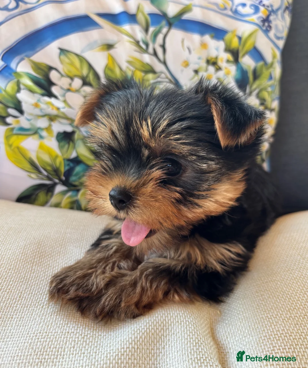 Yorkshire Terrier dogs for sale: Georgous Yorkshire terrier puppies  - Advert 10