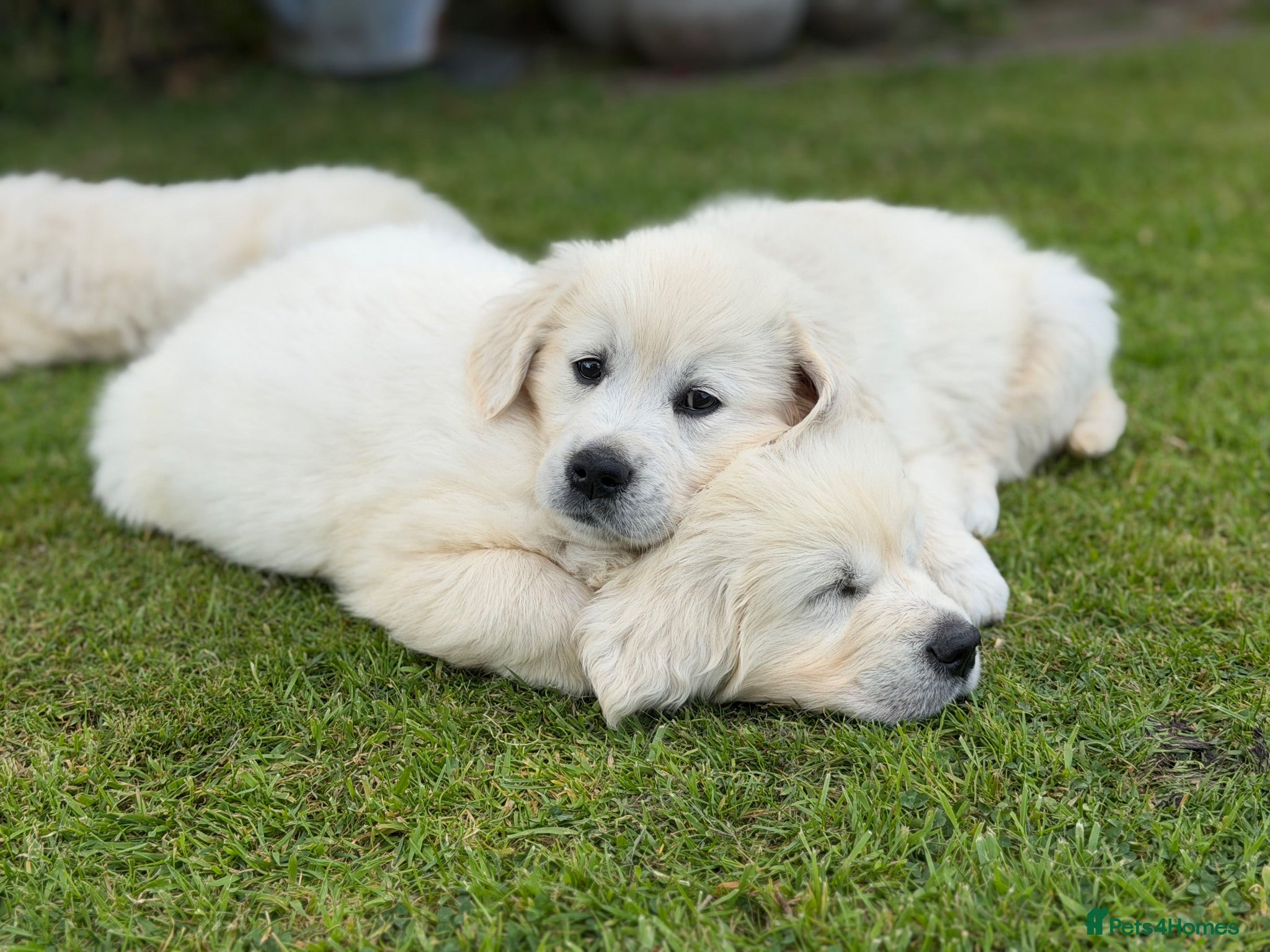 Golden Retriever dogs Stunning Cream, KC reg, health tested Puppies - Advert 2
