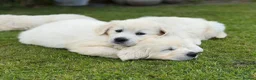 Golden Retriever dogs for sale: KC Cream litter from great health tested parents  - Advert 10