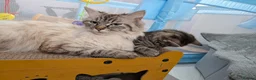 Siberian cats for sale: Adorable Siberian Kittens  - Advert 19