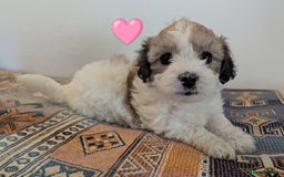 Cavachon dogs for sale: Cavachon Puppies - excellent example!  - Image 24